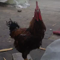 یک مرغ و یک خروس با ۴تا جوجه|حیوانات مزرعه|مشهد, انقلاب|دیوار