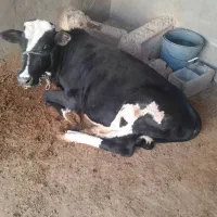 گوساله نر|حیوانات مزرعه|امیدیه, |دیوار