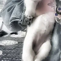 پامر بازیگوش