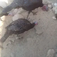 مرغ محلی|حیوانات مزرعه|زرین آباد, |دیوار