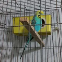 مرغ عشق رنگ خاص