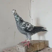 تعدادی کبوتر|پرنده|هریس, |دیوار