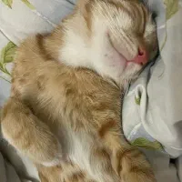 گمشده در محدوده شهید رنجبر|گربه|تبریز, |دیوار