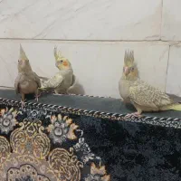 چهار عدد عروس هلندی