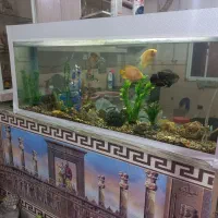 آکوارییوم|ماهی|قرق, |دیوار