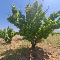 باغشهری-کوهمره-سرخی