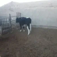 تلیسه گوساله گاو|حیوانات مزرعه|نیشابور, شهرک رضوی|دیوار