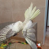 عروس هلندی|پرنده|ارومیه, |دیوار