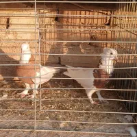 پرنده|پرنده|آران و بیدگل, |دیوار