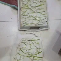 گیاه گندمی با ریشه ۲ بوته هزار|ماهی|مشهد, فارغ التحصیلان|دیوار
