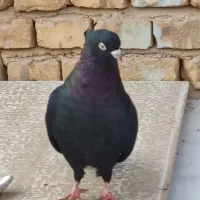 نر زاغ ابادانی