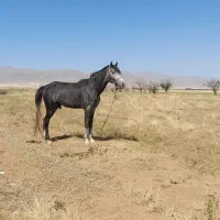 فروش اسب