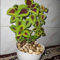 گل حسن یوسف طبیعی|گل و گیاه طبیعی|خرمآباد, |دیوار