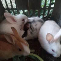 بچه خرگوش|موش و خرگوش|یزد, |دیوار