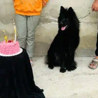 سگ ژرمن فوق العاده ببر|سگ|آمل, |دیوار