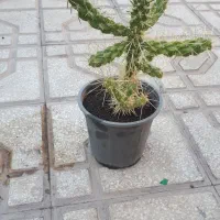 گلهای اپارتمانی زیبا