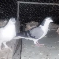 نروماده کرمانی|پرنده|زابل, |دیوار