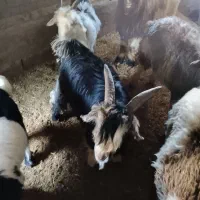 بزقاله تخمی دقلو