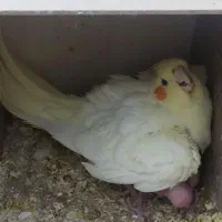 عروس هلندی لوتنیو مولد بشرط