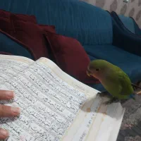 طوطی برزیلی