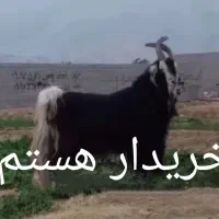 بزغاله شاخ انبری