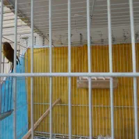 قناری نر مست بخون معاوضه با انگشتر نقره|پرنده|مشهد, چهارچشمه|دیوار