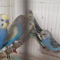 مرغ عشق
