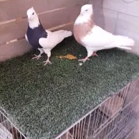 کبوتر طوقی|پرنده|خمینی‌شهر, |دیوار