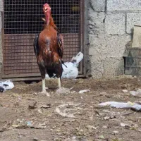 خروس لاری قلم سبز|حیوانات مزرعه|رشت, کوی مهر|دیوار