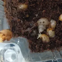 hala.zon|خزنده|شیروان (خراسان), |دیوار