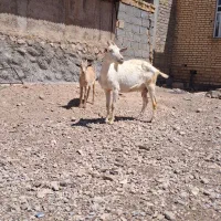 سانن|حیوانات مزرعه|ارسنجان, |دیوار