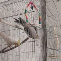 عروس هلندی|پرنده|تهران, والفجر (افسریه)|دیوار