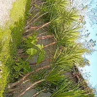 گل یوگا|گل و گیاه طبیعی|فومن, |دیوار