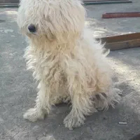 سگ شیتزو همراه ۸ تا توله