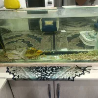 اکواریوم و ماهی