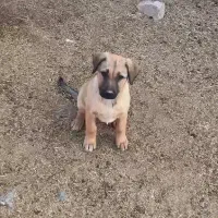 یک توله سرابی ماده دوماه نیم دهن باک به شرت|سگ|سلفچگان, |دیوار