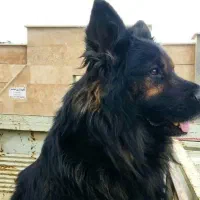 ژرمن شیب دار نرو ماده باتوله|سگ|کرج, شهرک رازی (حصارک)|دیوار