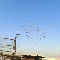 دسته کفتر چاشنی سرور|پرنده|شیراز, دروازه اصفهان|دیوار