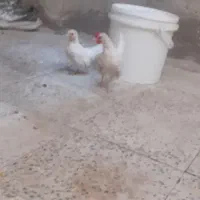 جوجه مرغ و خروس مینیاتوری