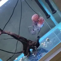 فلاور هورن رددراگون اصل تایلندی بار خارجی