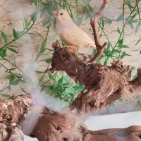 فنج