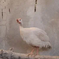 مرغ شاخدار|حیوانات مزرعه|مرودشت, بیست متری بیمارستان|دیوار