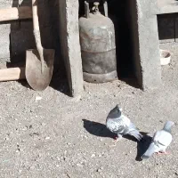 کبوتر|پرنده|جوکار, |دیوار