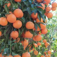 انجام هرس مرکبات در منازل و باغچه شهری|خدمات باغبانی و درختکاری|کازرون, |دیوار