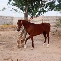 اسب|اسب و تجهیزات اسبسواری|درگزین, |دیوار