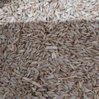 کتان دان قناری کیلوی ۷۰ تومان|لوازم جانبی حیوانات|کرمانشاه, |دیوار