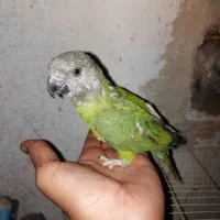 طوطی سنگال|پرنده|تایباد, |دیوار