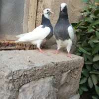 کبوتر طوق|پرنده|شیراز, محمدیه|دیوار