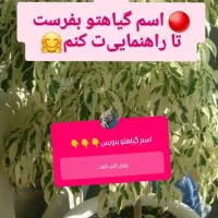 قرص کود اورگانیک|گل و گیاه طبیعی|بهبهان, |دیوار