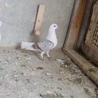 کلاغ کربلایی